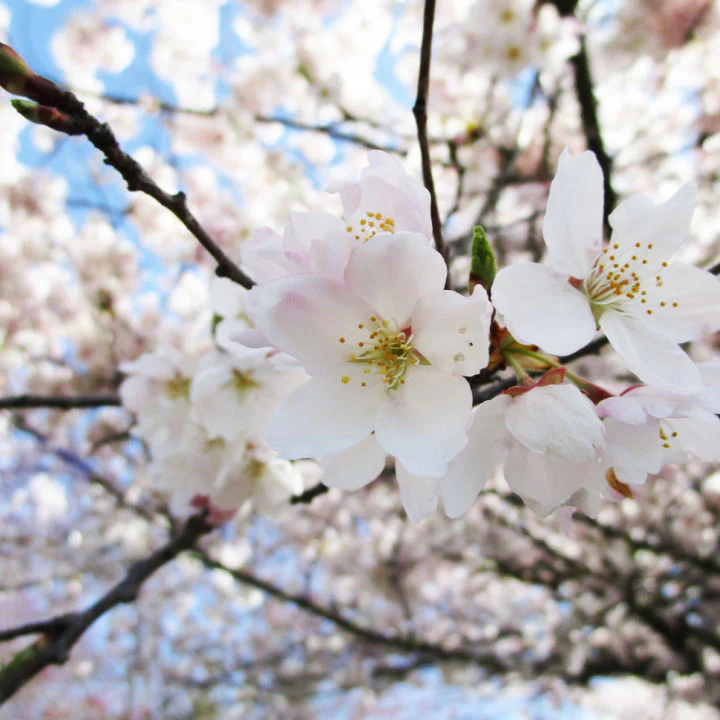 Akebono Flowering Cherry - Image 2