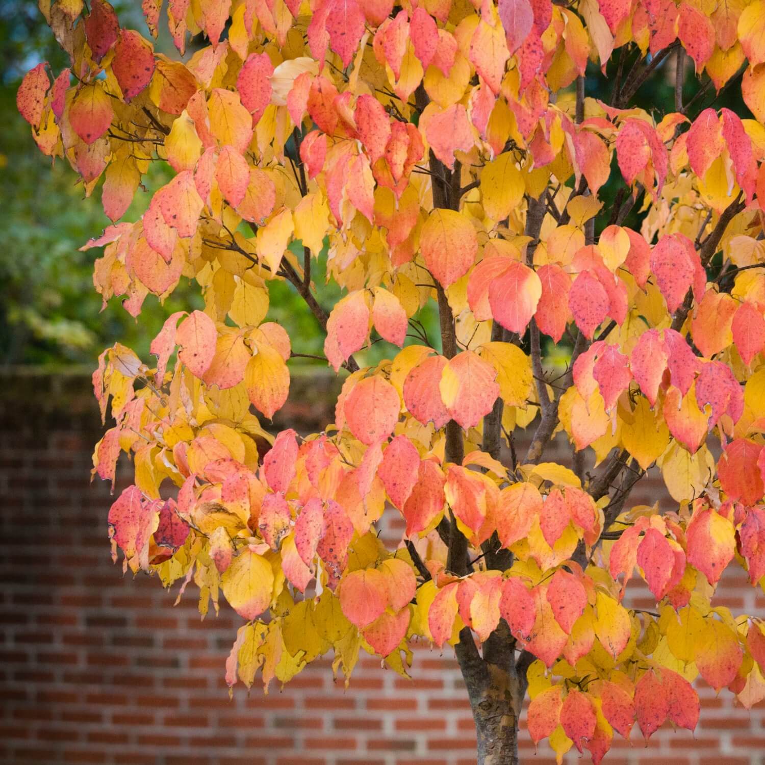 American Elm (Princeton) - Image 5