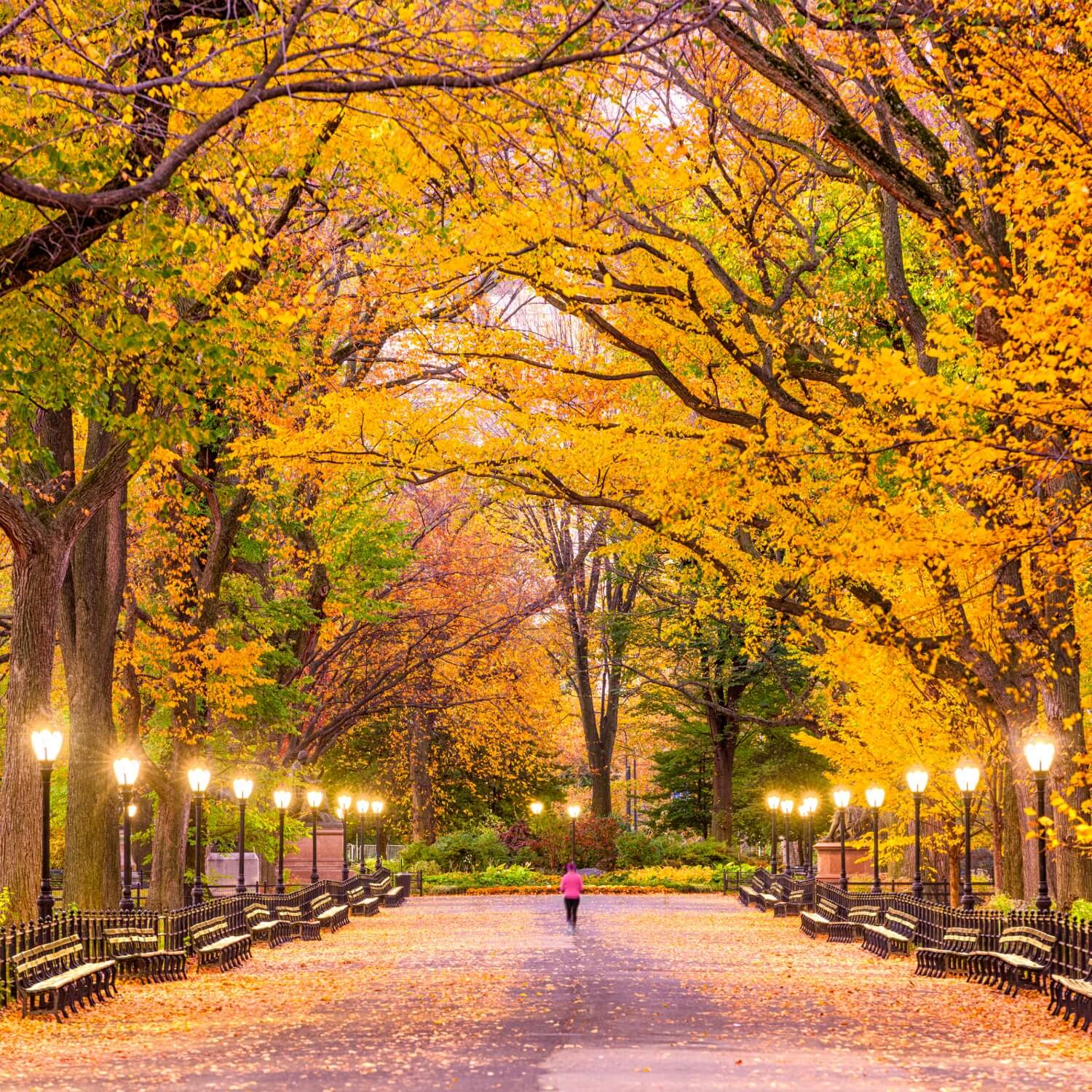 American Elm (Princeton) - Image 4