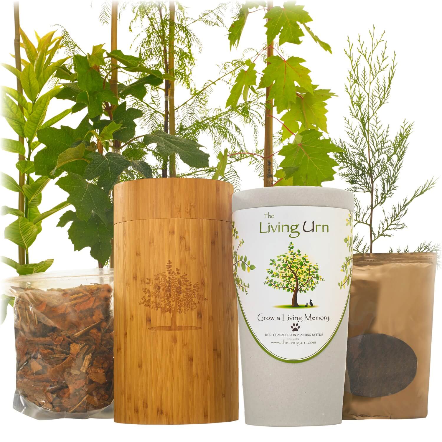 American Sweet Gum - Image 2