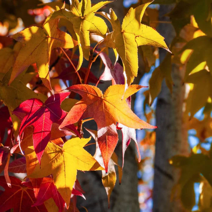 American Sweet Gum - Image 3
