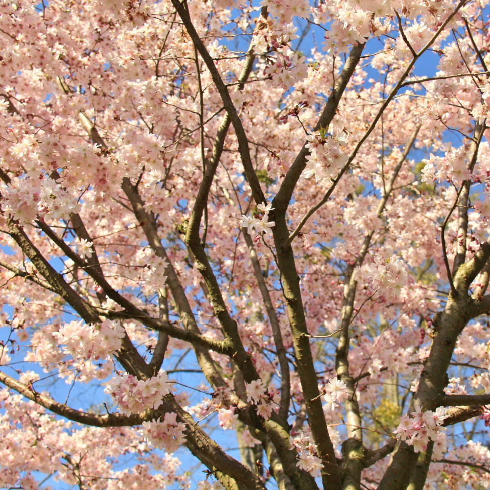 Autumnalis Flowering Cherry - Image 3