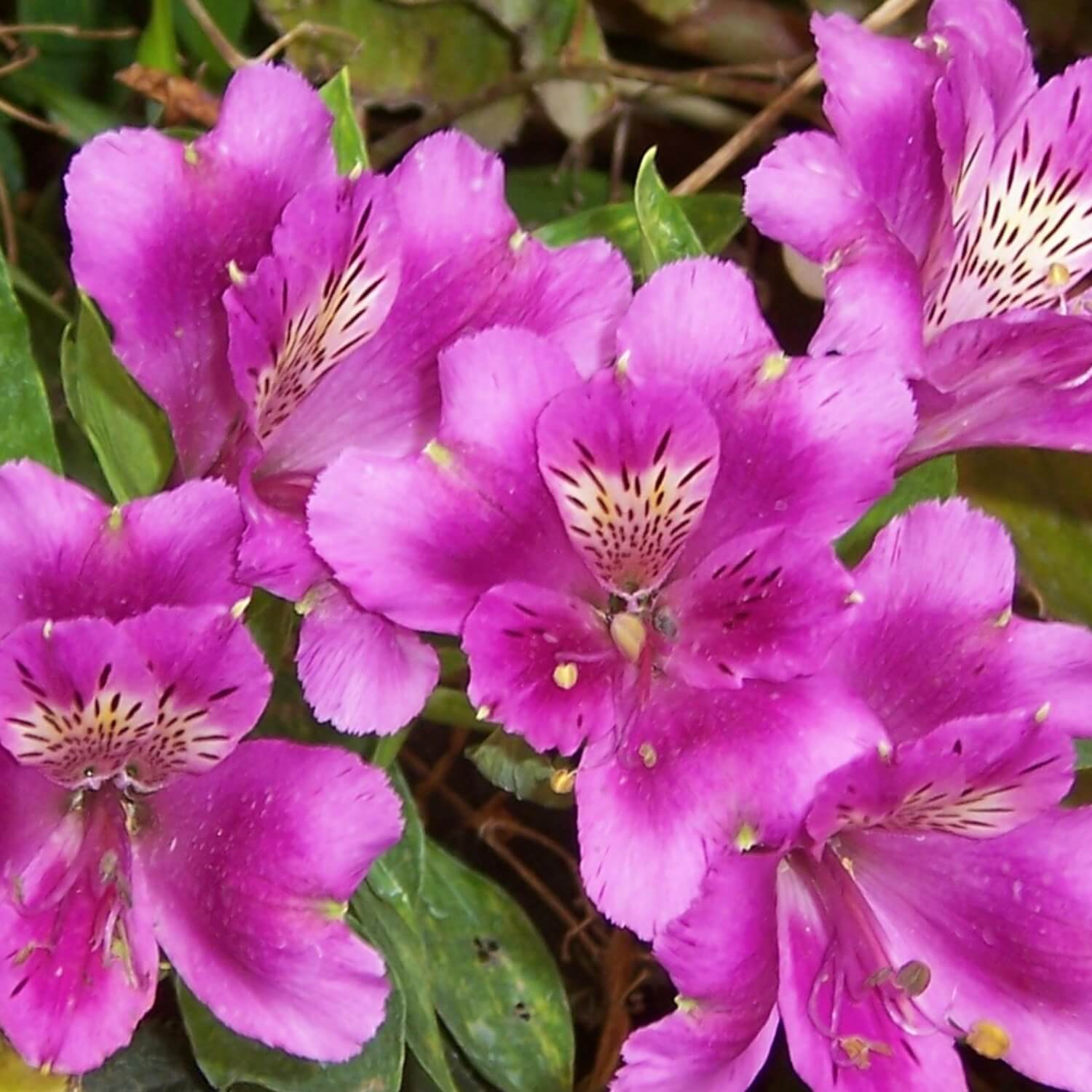 Formosa Azalea (Lavender) - Image 3