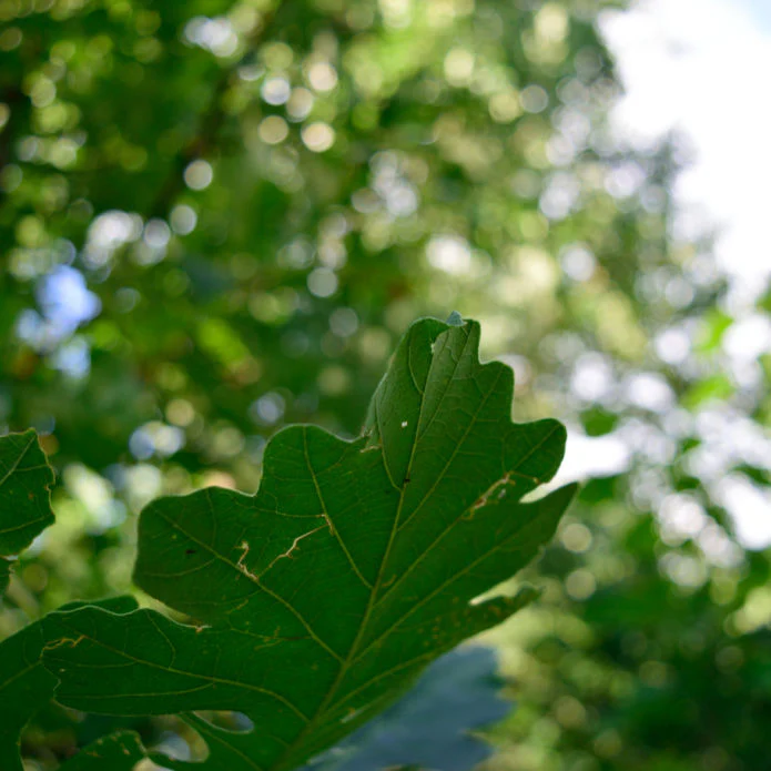 Bur Oak - Image 3