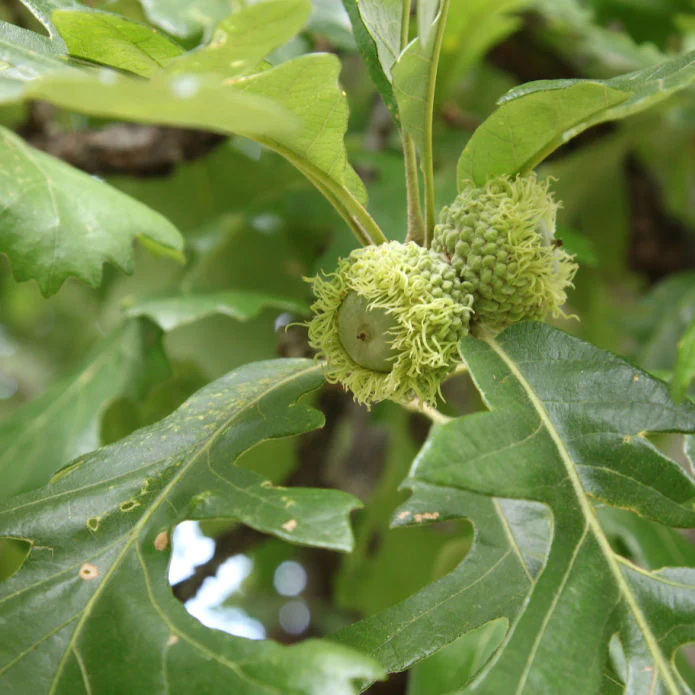 Bur Oak - Image 4