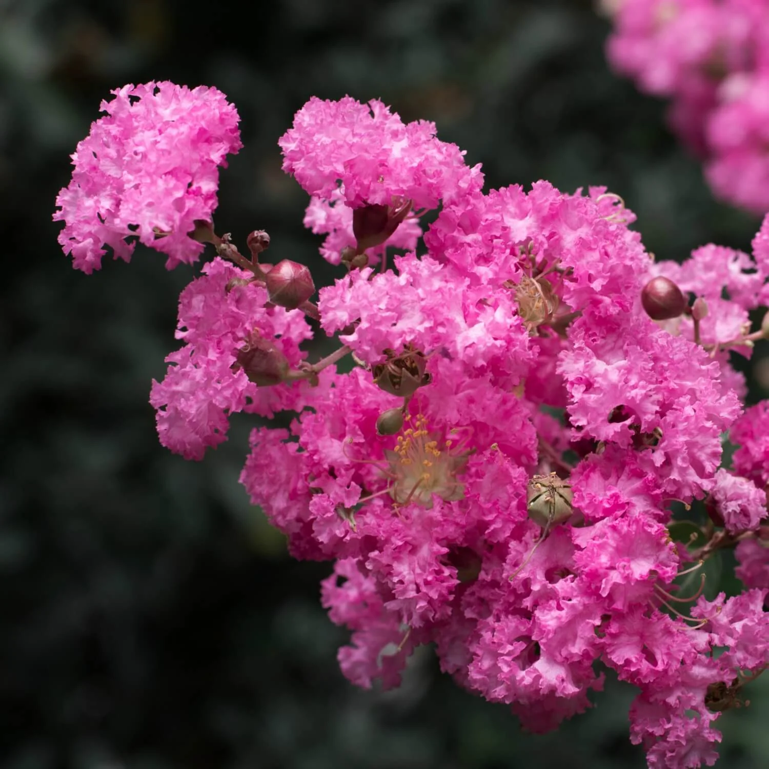Crape Myrtle (Pink) - Image 3