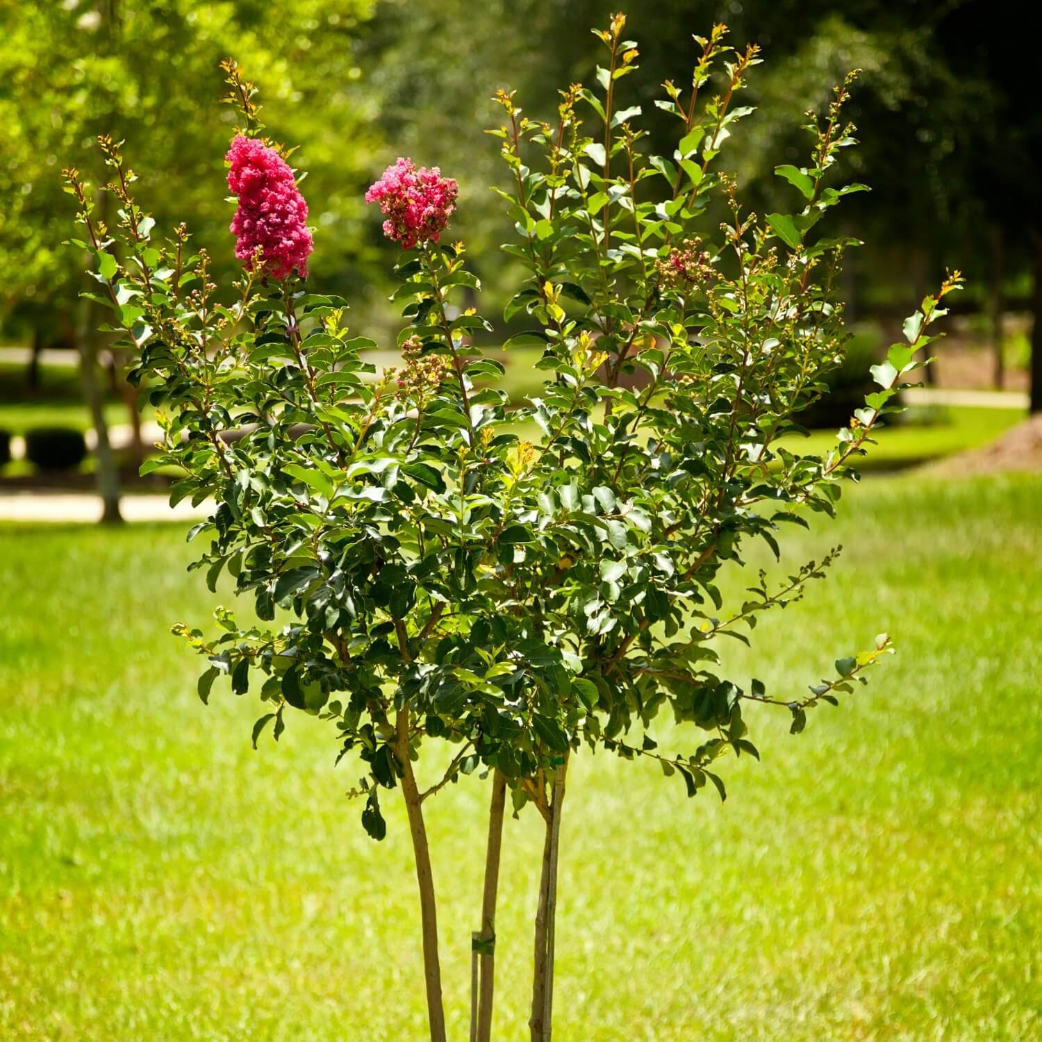 Crape Myrtle (Pink) - Image 4