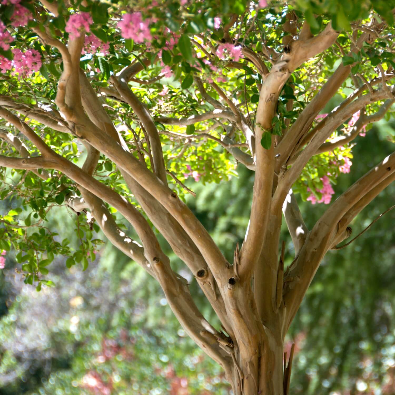 Crape Myrtle (Hopi) - Image 4