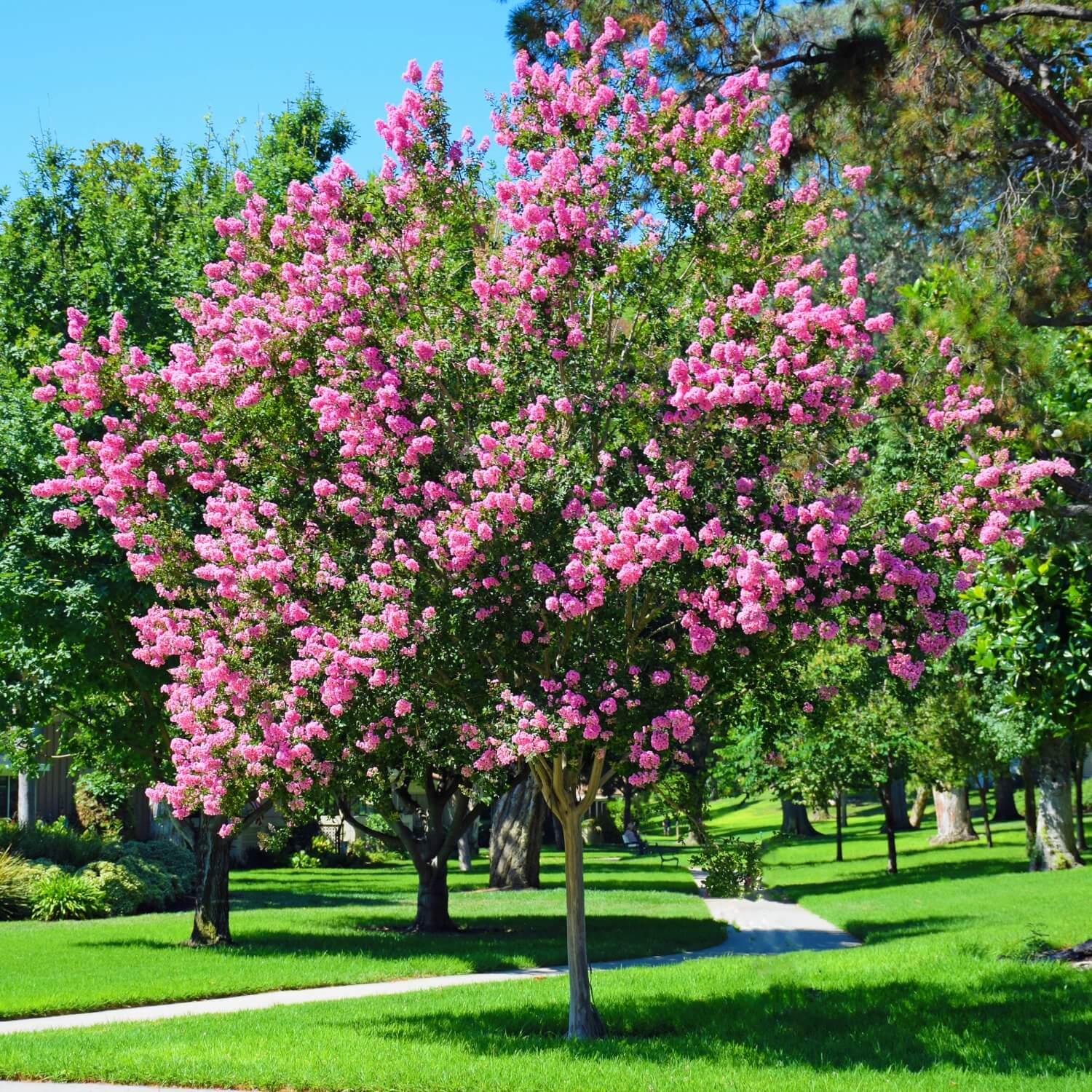 Crape Myrtle (Hopi) - Image 5
