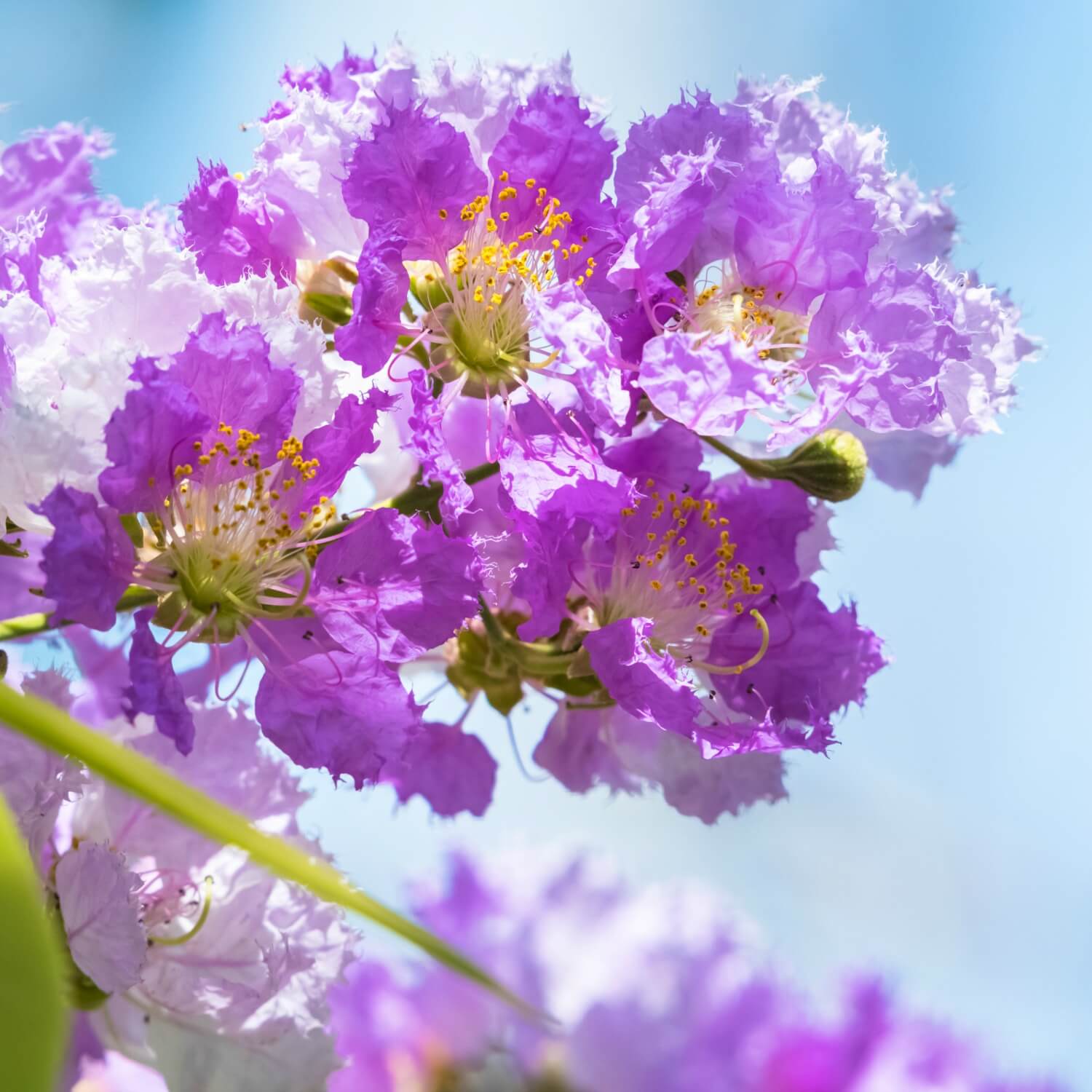 Crape Myrtle (Muskogee) - Image 3