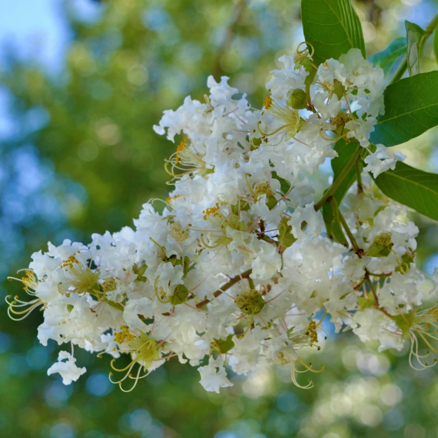 Crape Myrtle (White) - Image 3