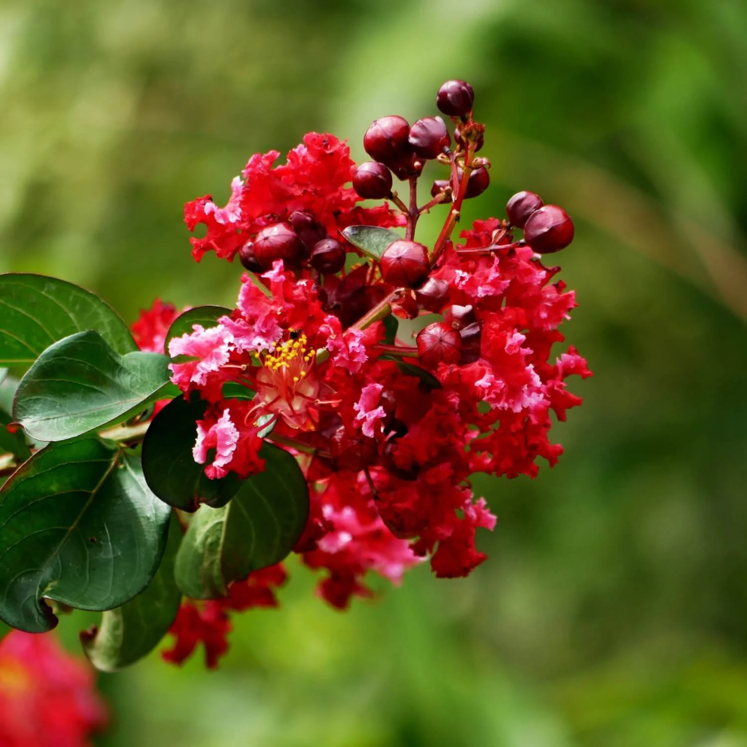 Crape Myrtle (Red) - Image 3