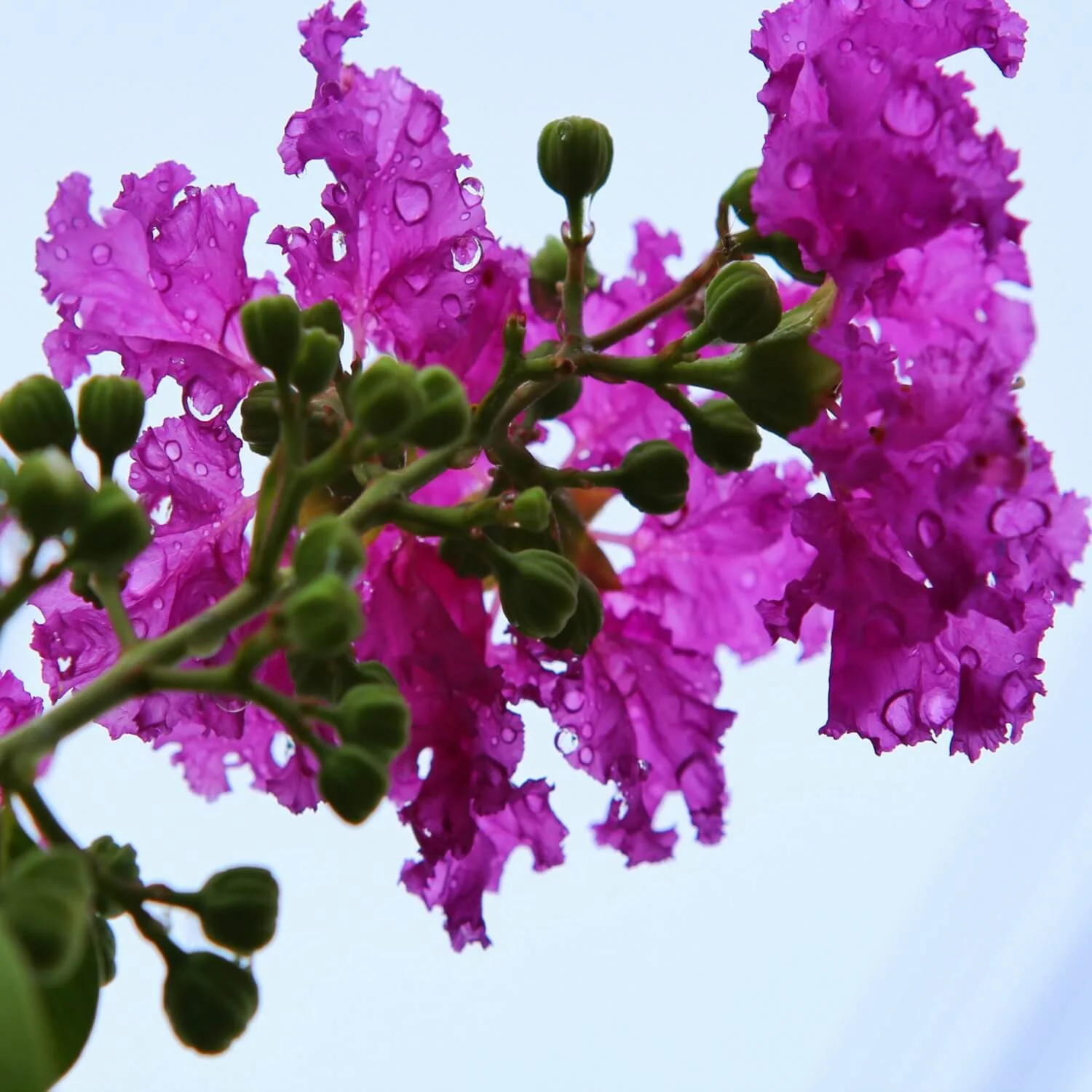 Crape Myrtle (Purple) - Image 3