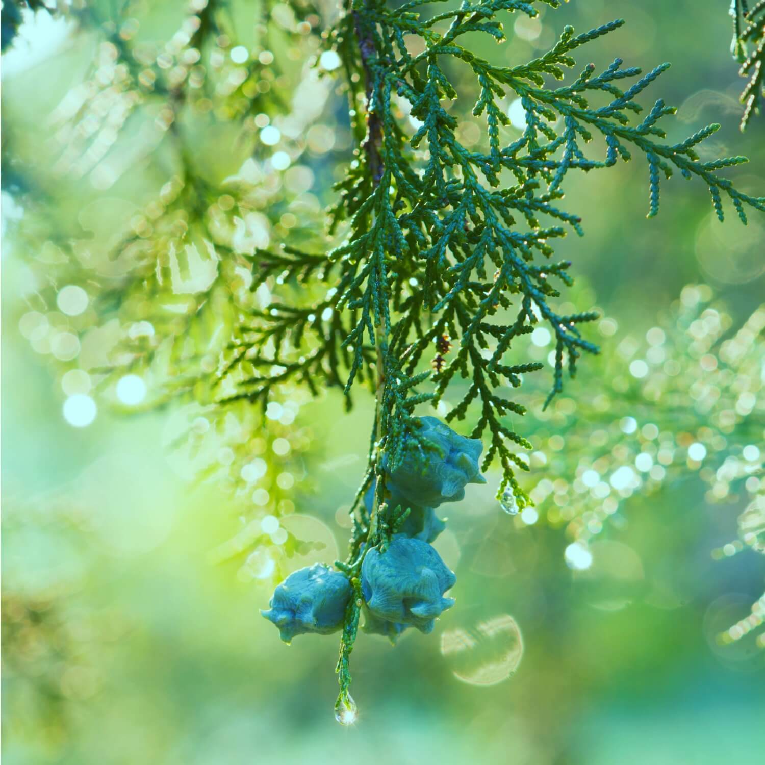 Cypress (Leyland) - Image 3