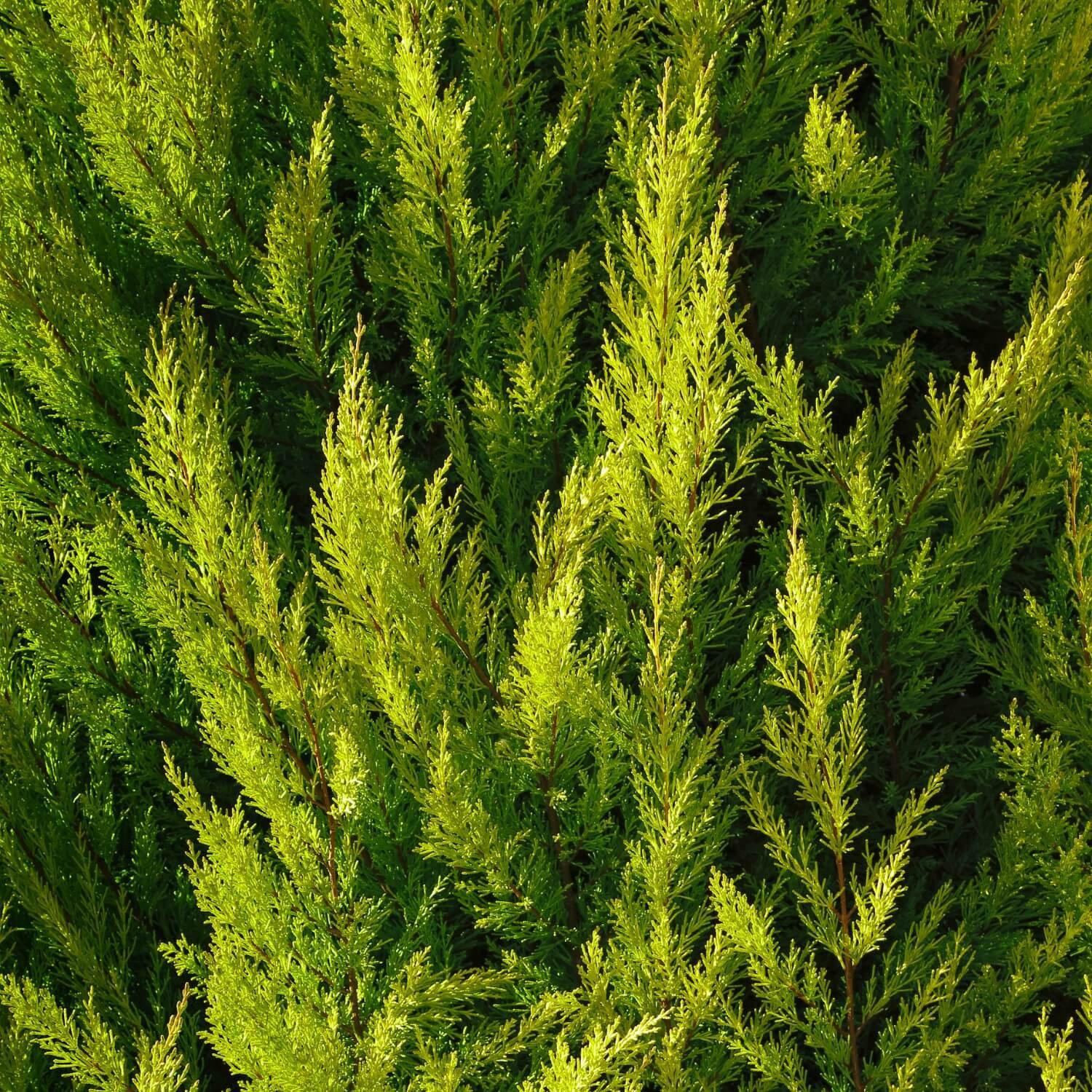 Cypress - Image 5