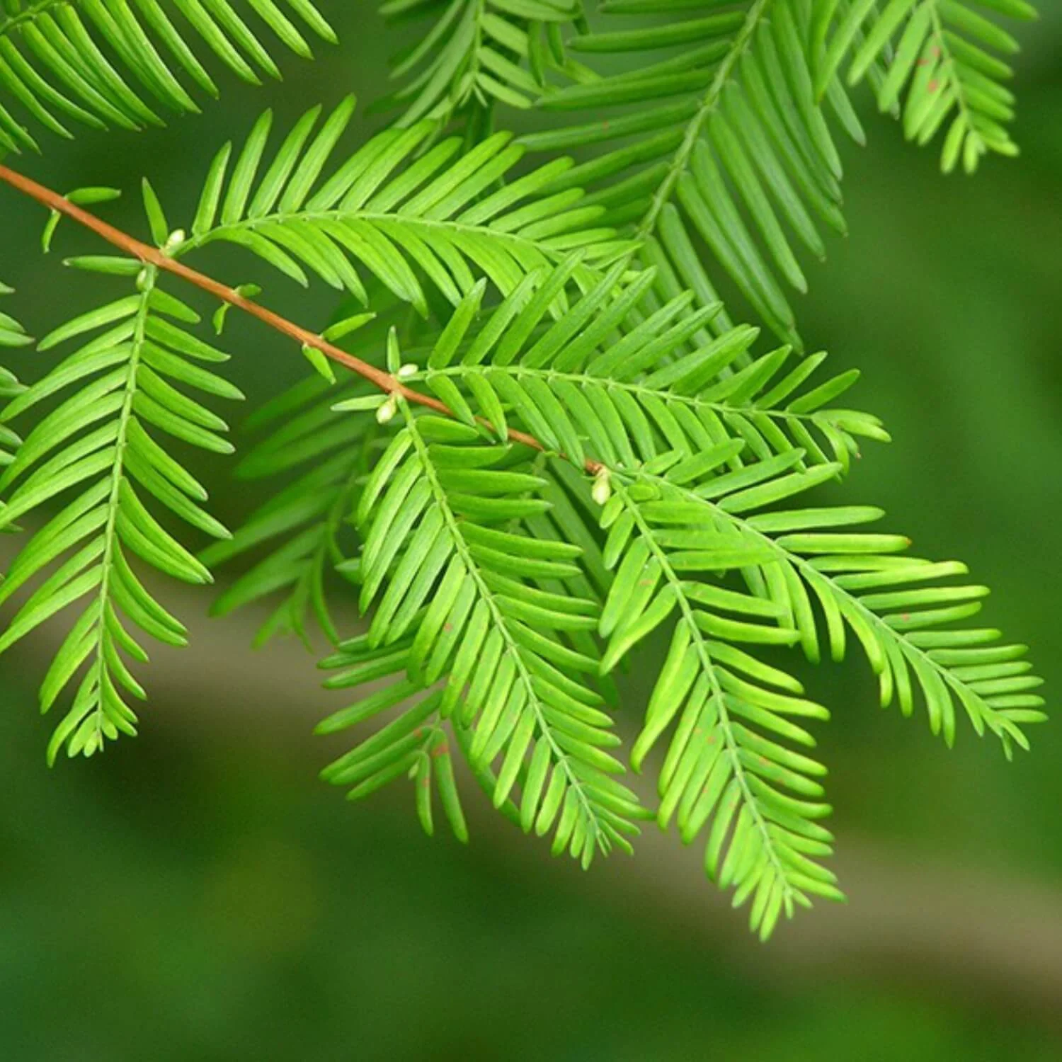 Dawn Redwood - Image 5