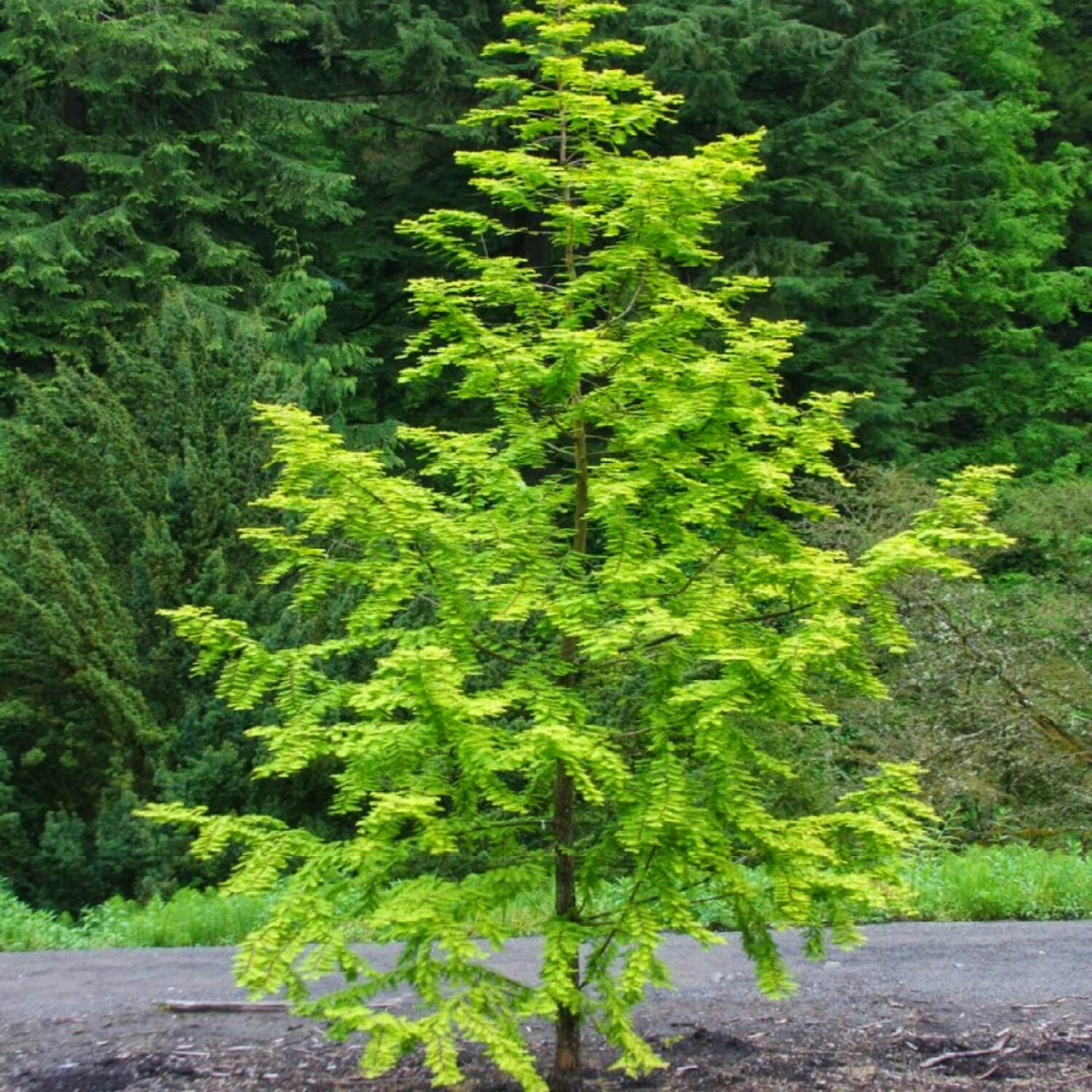Dawn Redwood - Image 4
