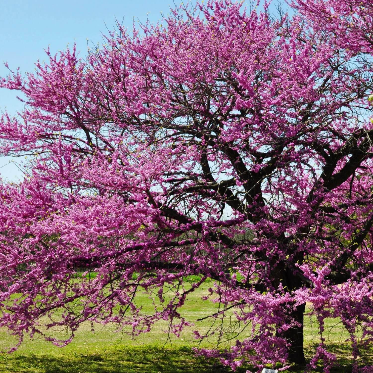 Eastern Redbud - Image 3