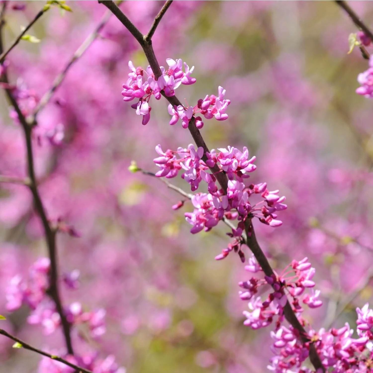 Eastern Redbud - Image 5