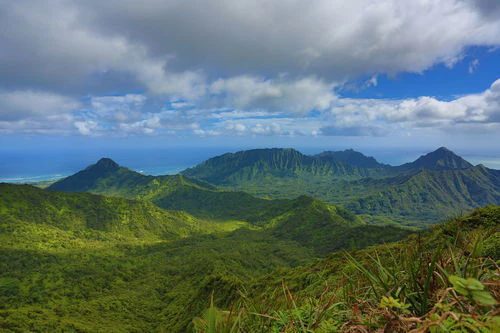 Ewa Forest