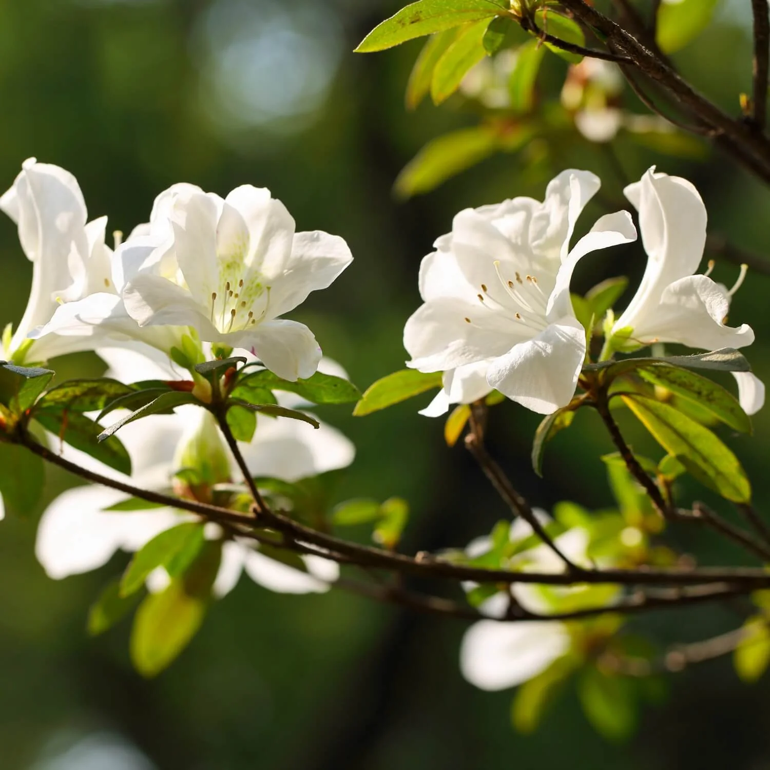 Formosa Azalea (White) - Image 3