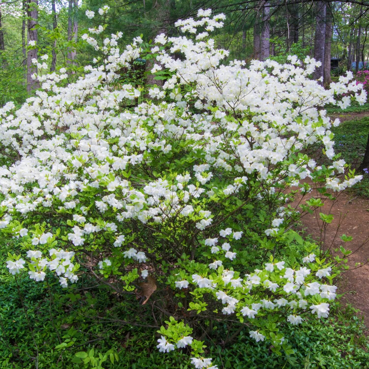 Formosa Azalea (White) - Image 4