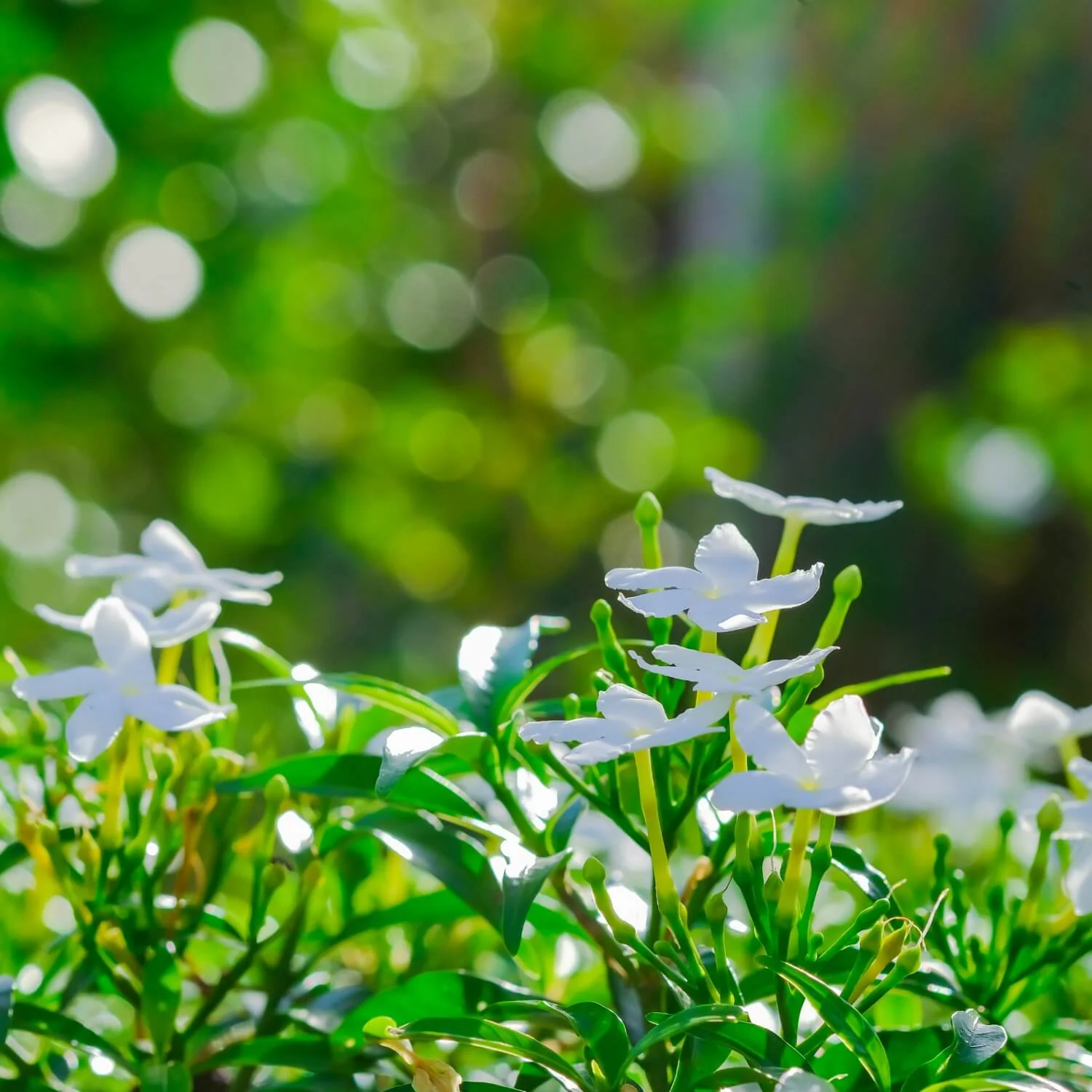 Gardenias - Image 3