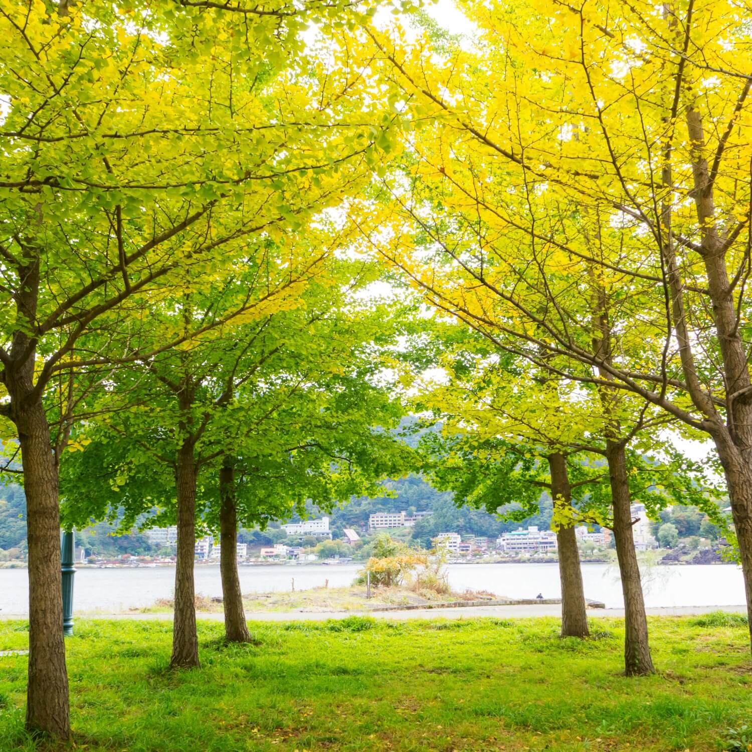 Ginkgo Biloba - Image 4