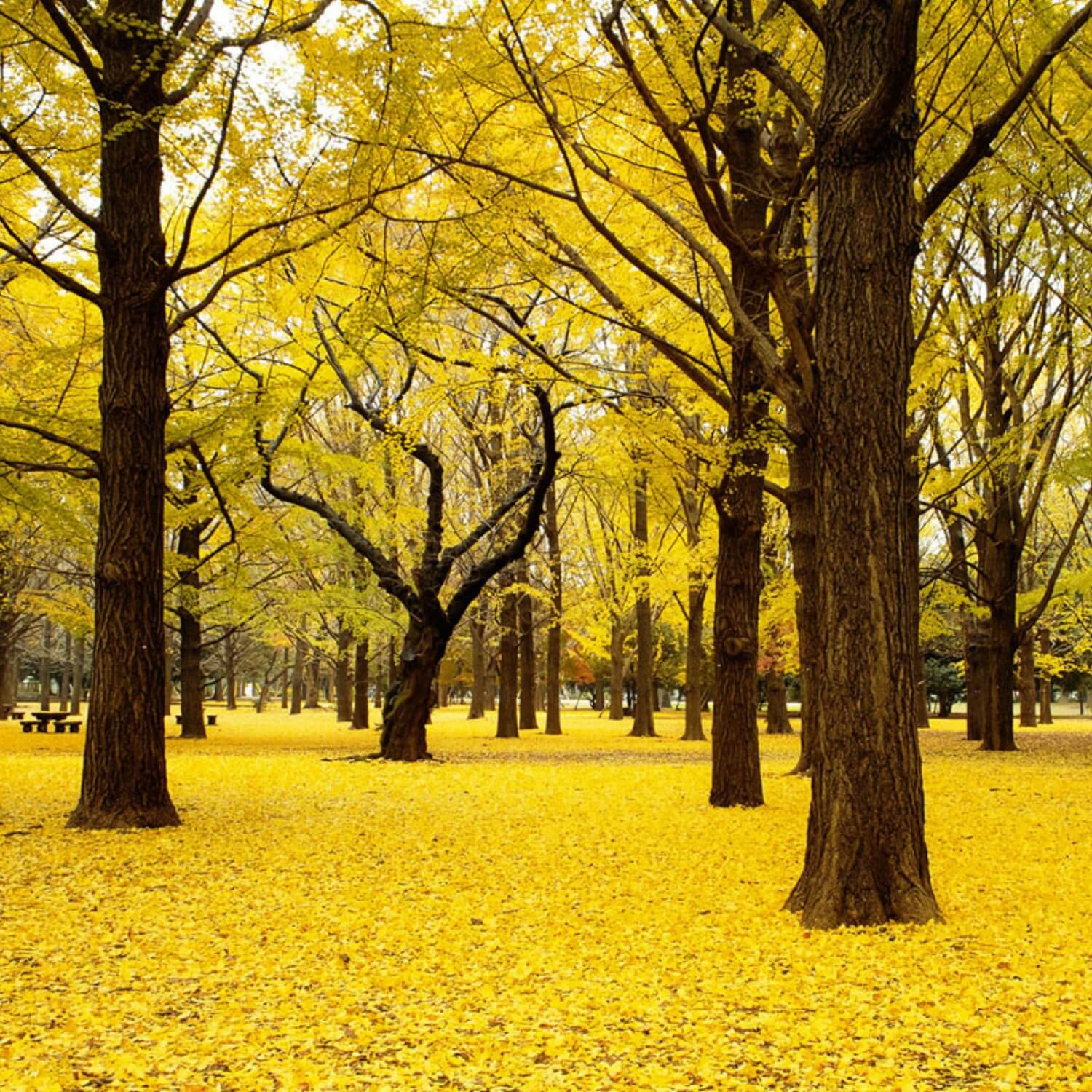 Ginkgo Biloba - Image 5