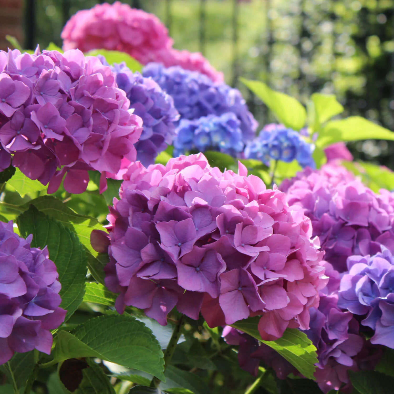 Hydrangea - Image 3