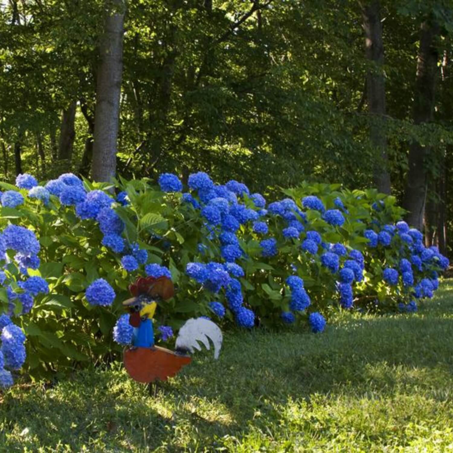 Hydrangea - Image 4