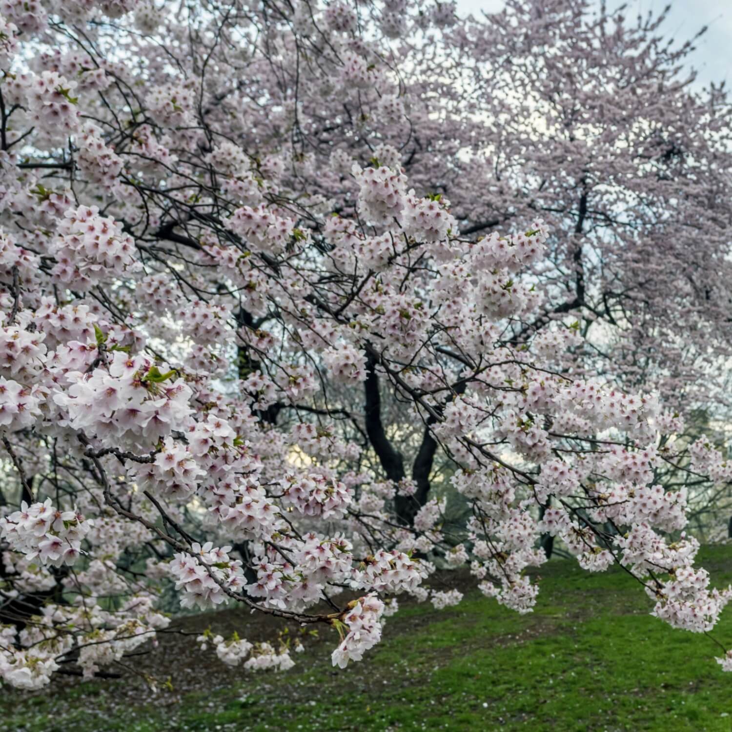 Yoshino Flowering Cherry - Image 5