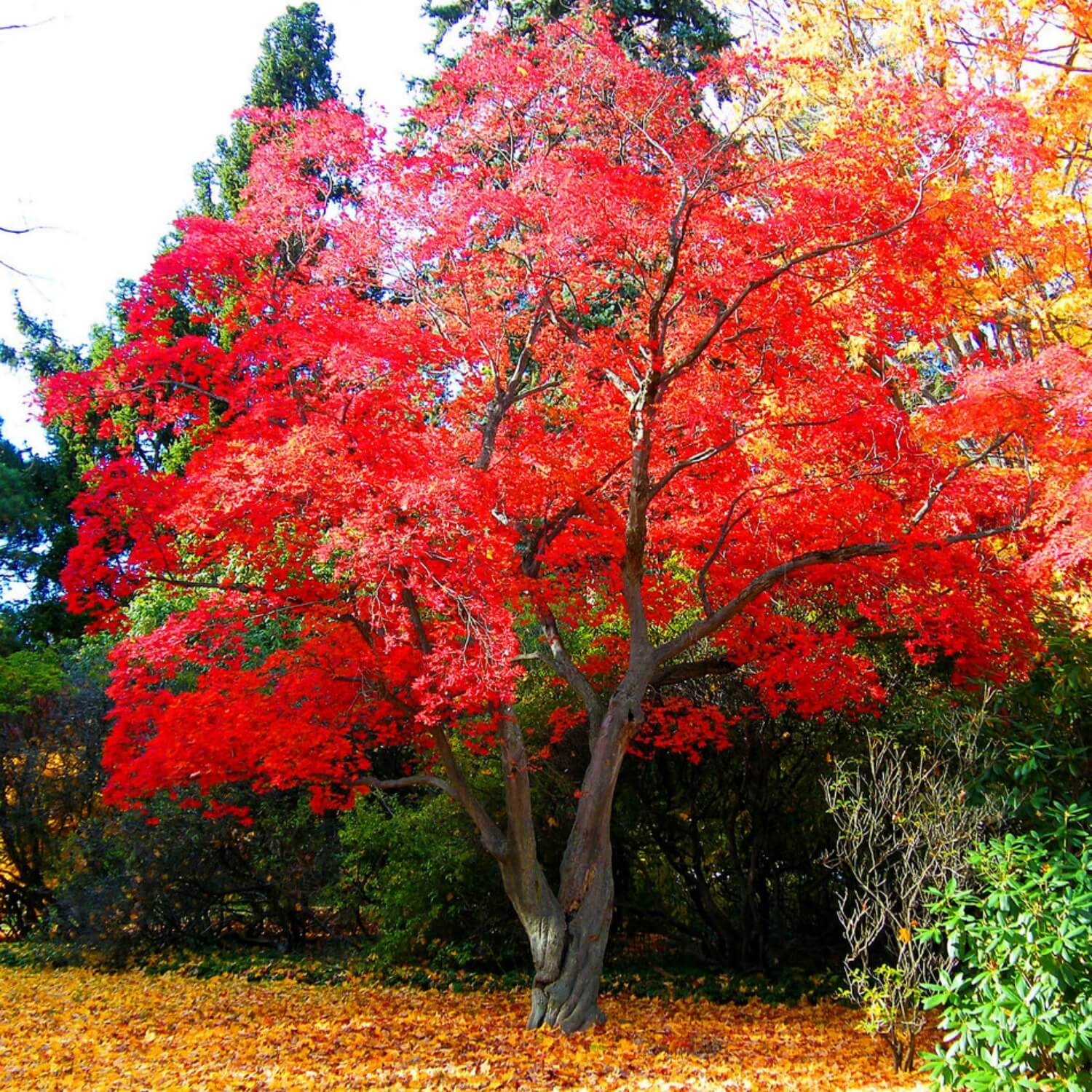 Japanese Red Maple - Image 4