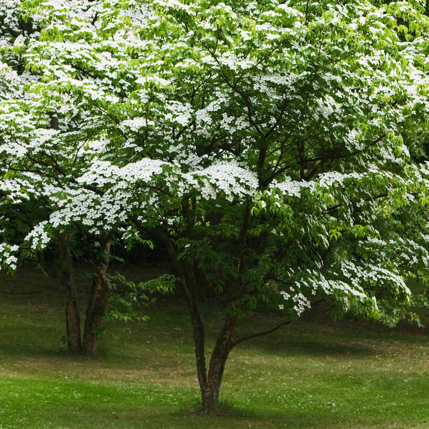 Kousa Dogwood - Image 4