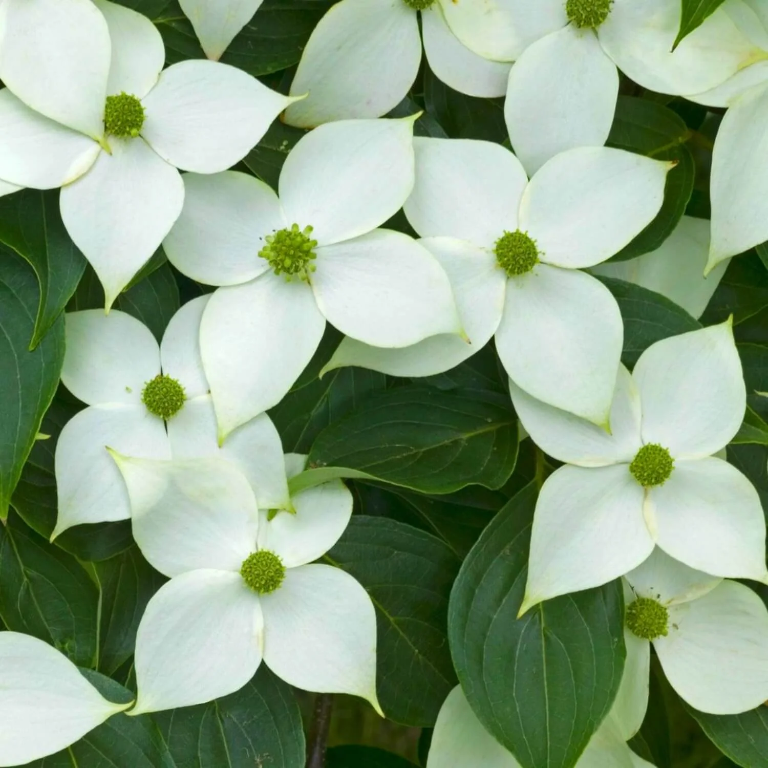 Kousa Dogwood - Image 3