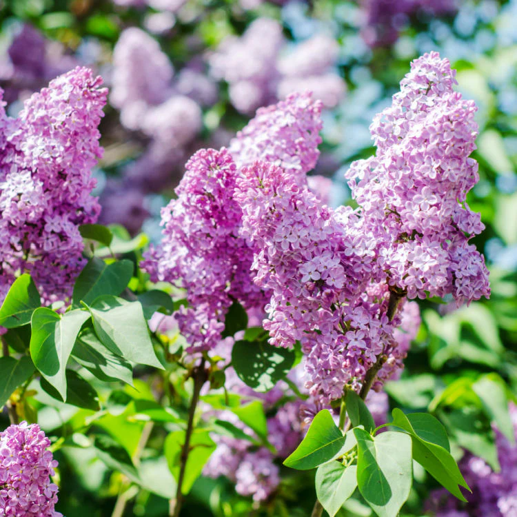 Lilac - Image 6
