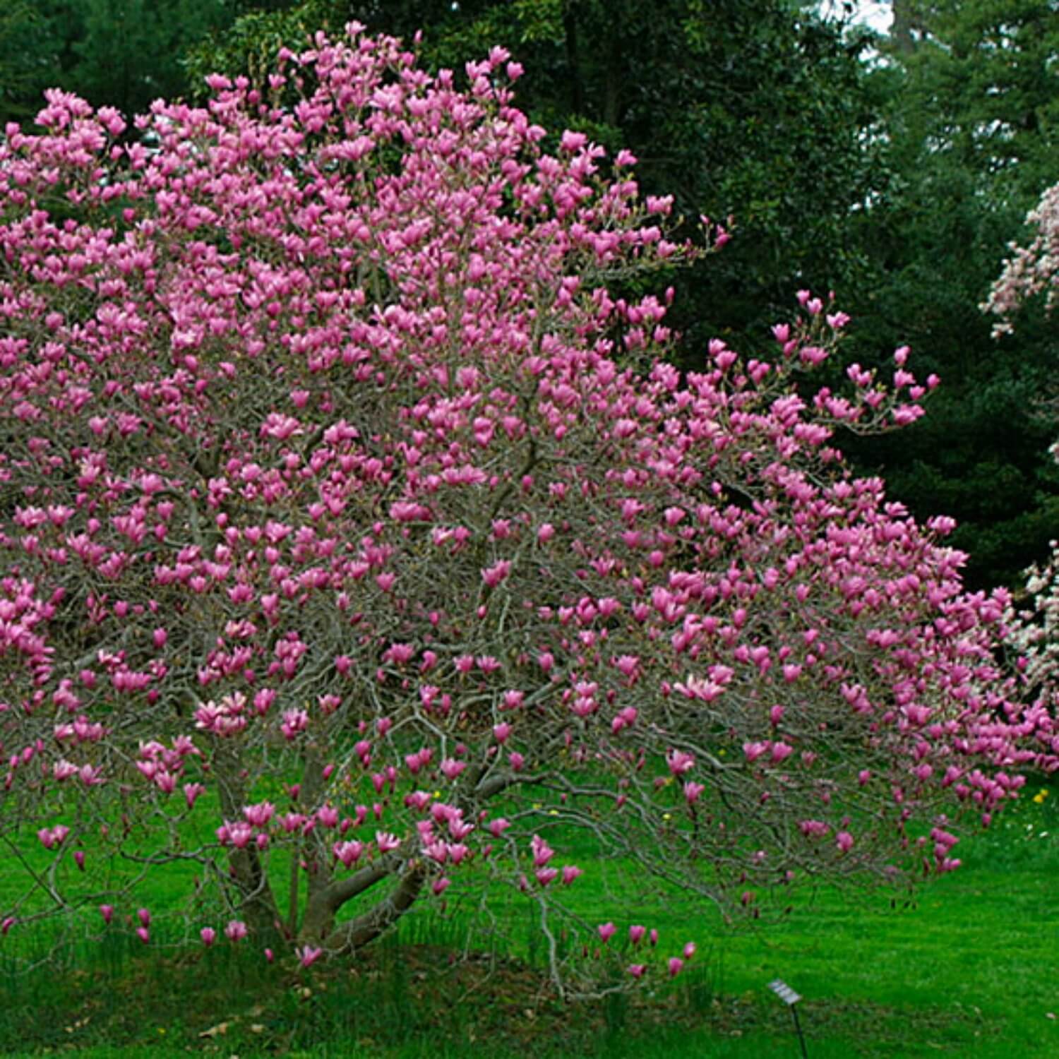 Magnolia Jane - Image 3
