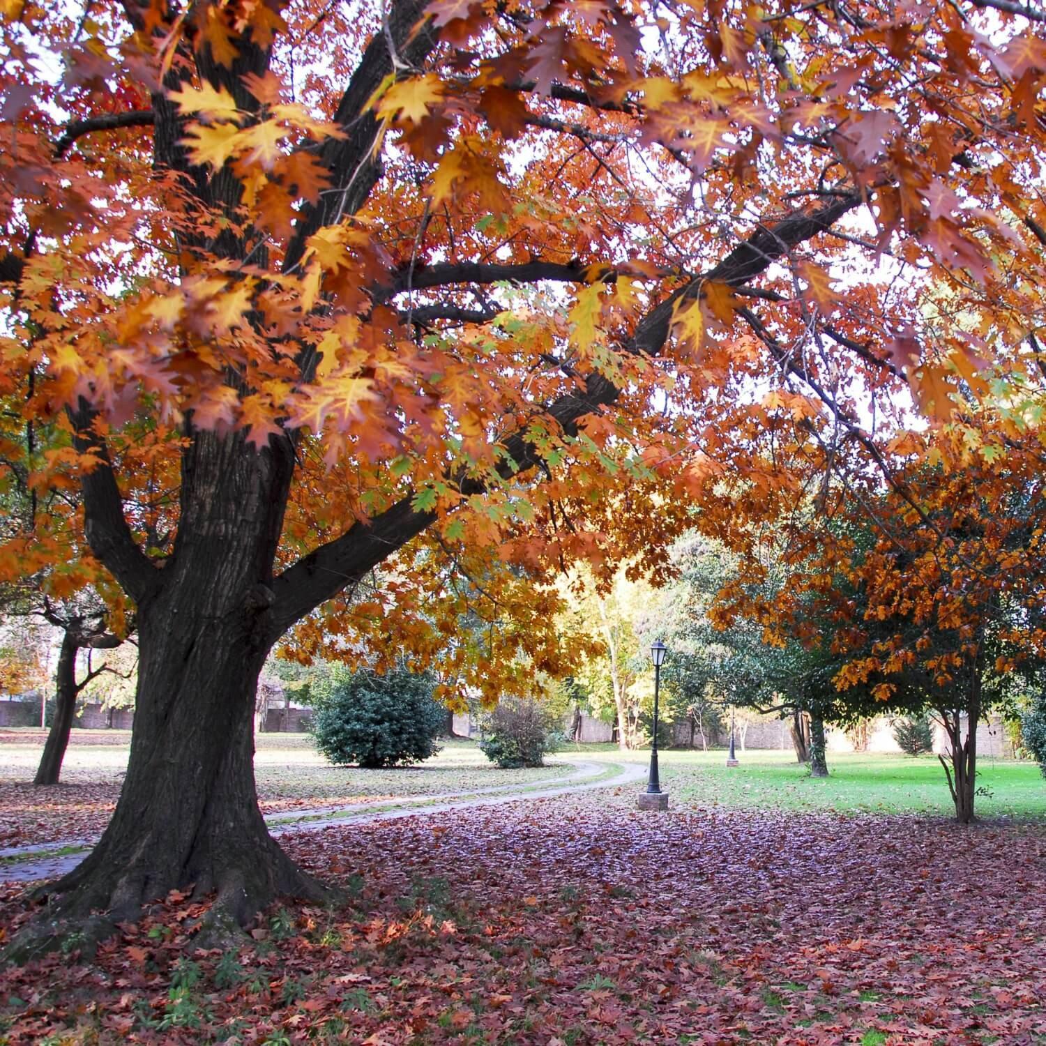 Northern Red Oak