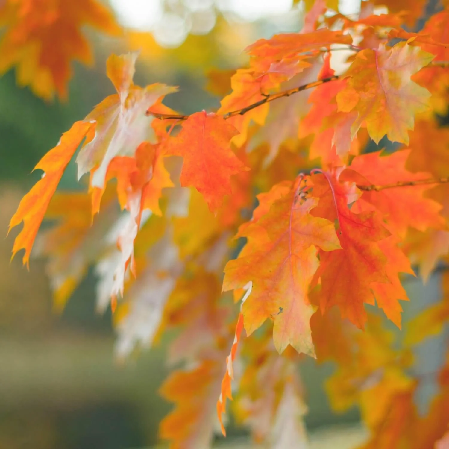 Northern Red Oak - Image 5