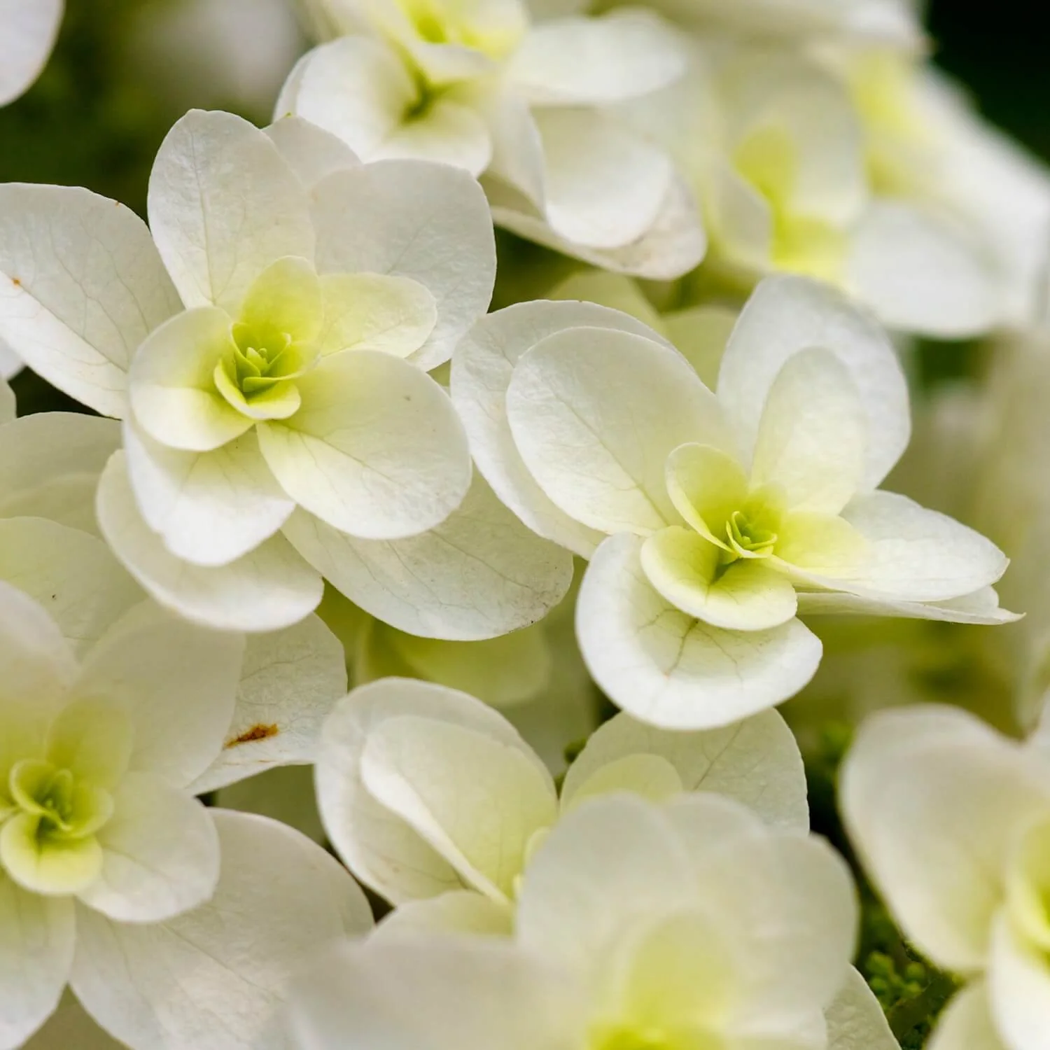 Oakleaf Hydrangea - Image 3
