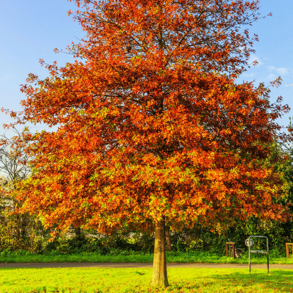 Pin Oak - Image 3