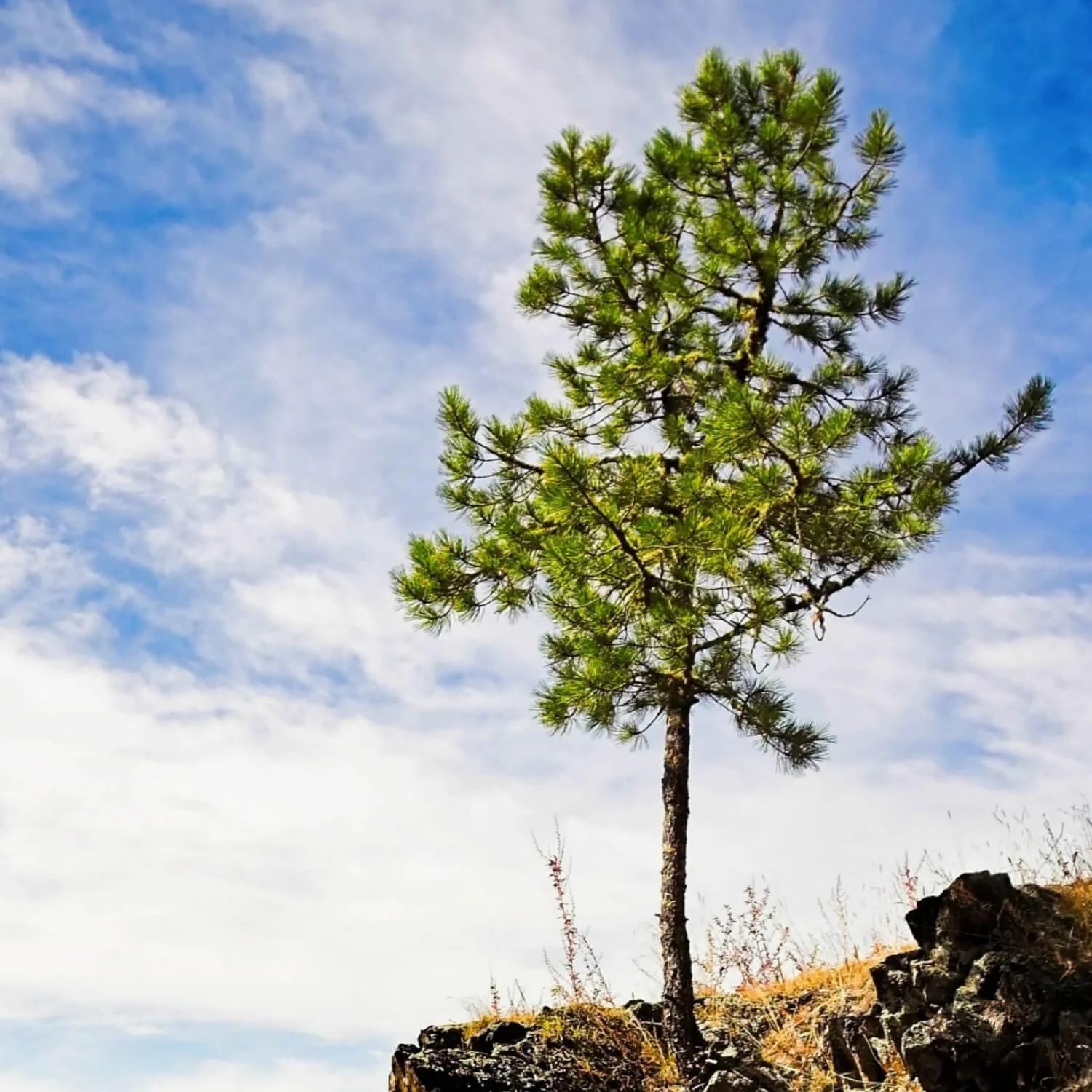 Pine - Image 3