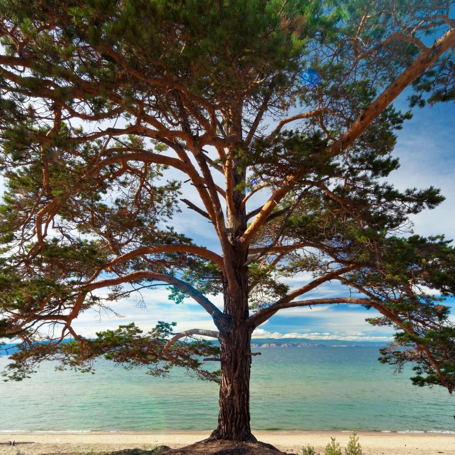 Pine - Image 4