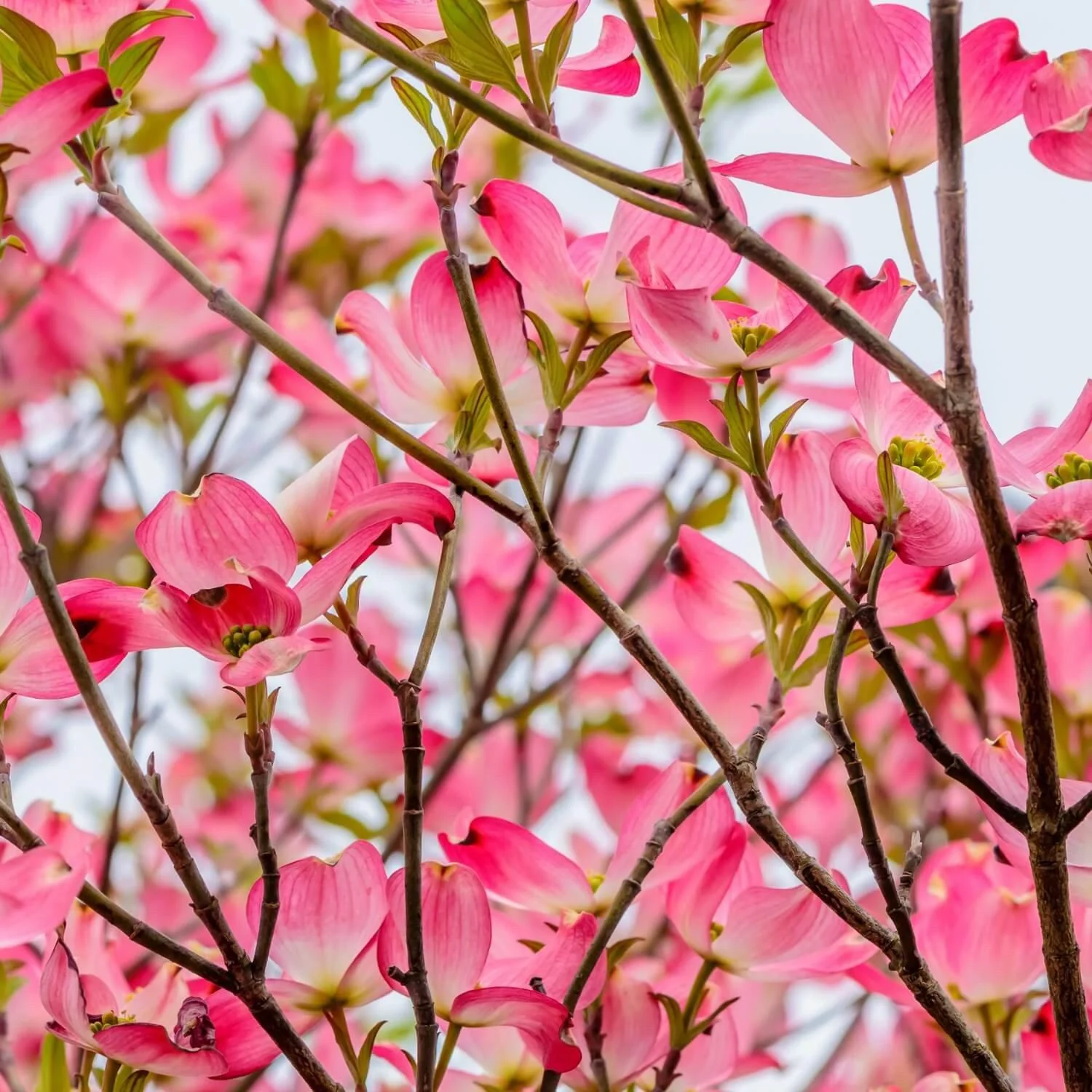 Pink Dogwood - Image 3
