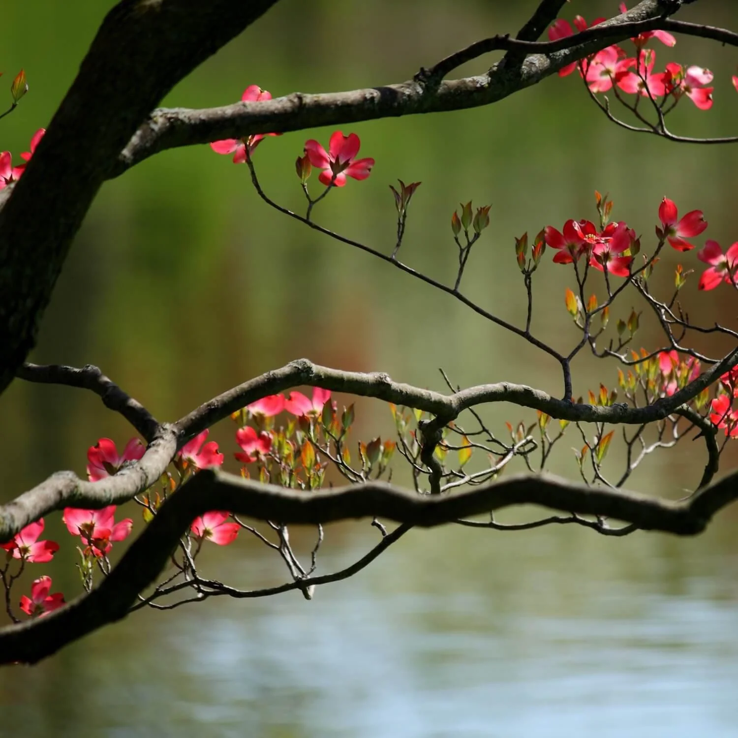 Pink Dogwood - Image 4