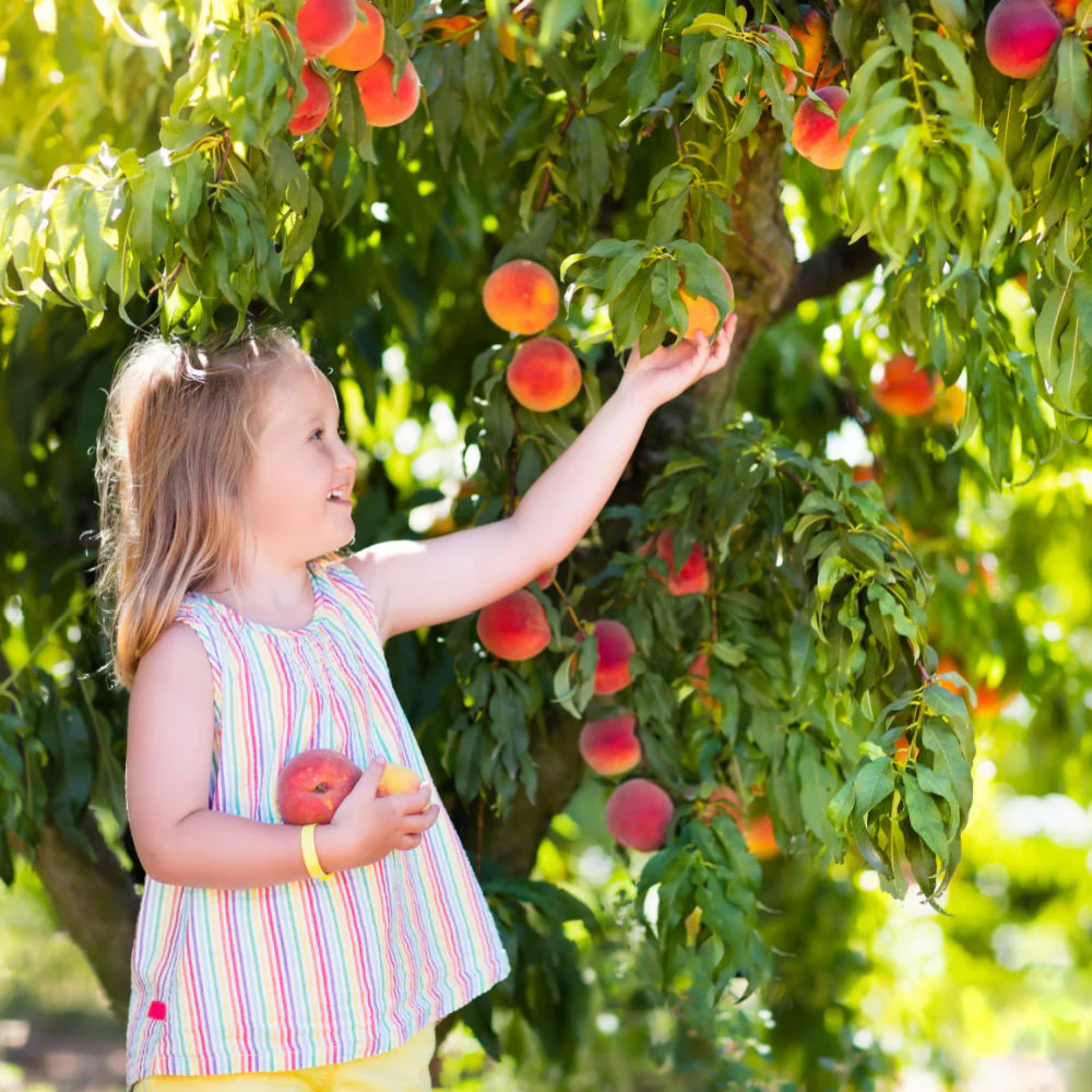 Red Haven Peach - Image 4