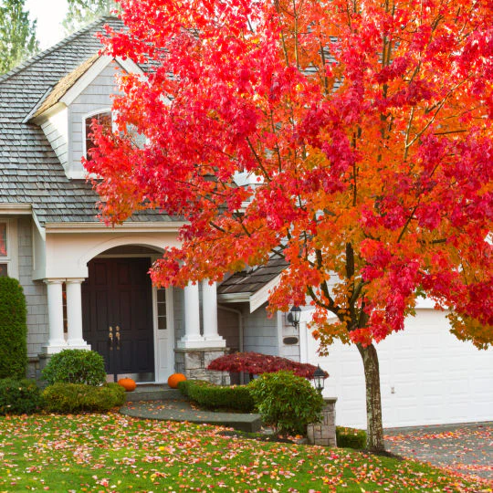 Red Maple - Image 3