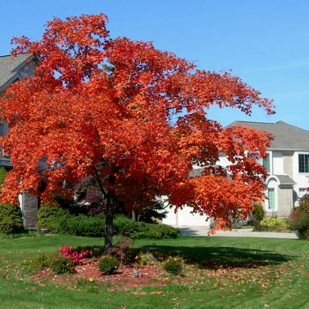 Red Maple - Image 5
