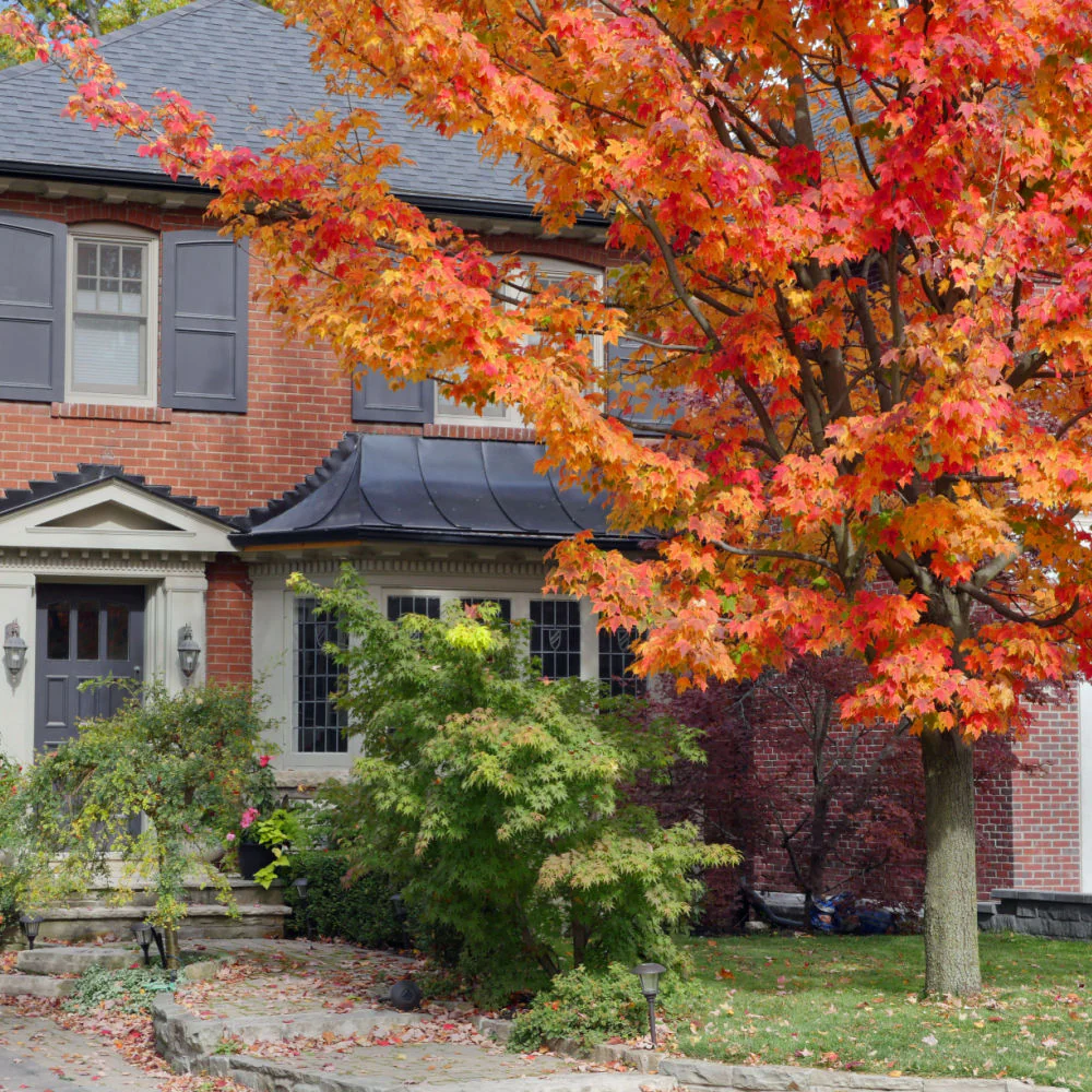 Red Maple - Image 6