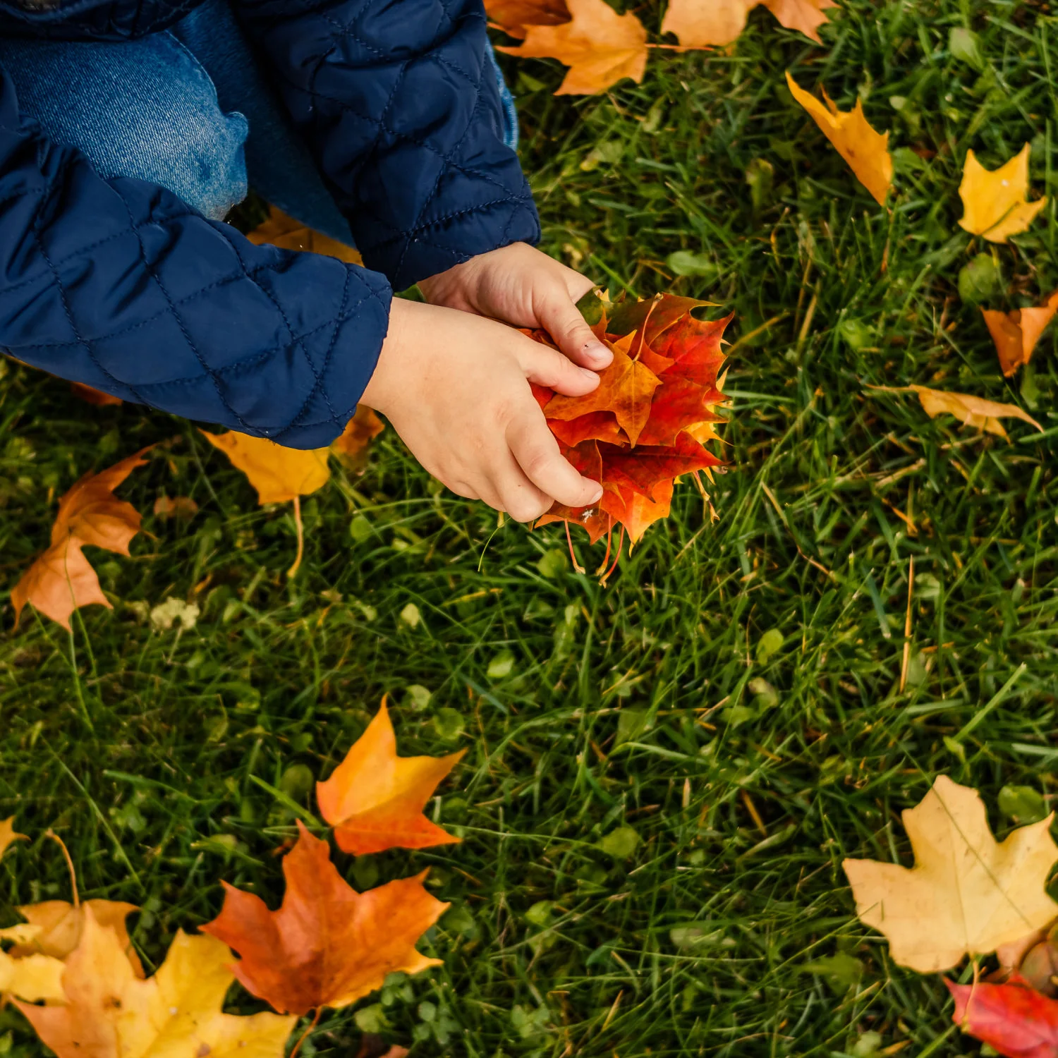 Red Maple - Image 7